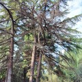 L'ecologista Nicola Montepulciano: "Inadeguata la presenza di alberi nella pista ciclabile di via Preti "