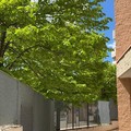 Chiesa San Paolo Apostolo, alberi troppo "invasivi ": i residenti ne chiedono la potatura