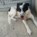 Cinzia, ritroviamo la cagnolina amata da tutto il quartiere