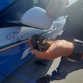 #senontiportononparto, la Polizia di Stato contro l'abbandono degli animali