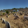 Campo 7 del cimitero comunale, erba alta: la segnalazione di un lettore