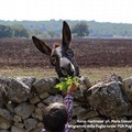 Puglia Rurale: ecco le foto premiate