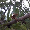 Xylella: al via l’eradicazione dei mandorli abbandonati per tutelare l’agricoltura regionale