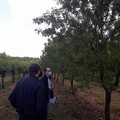 Risarcimenti gelate 2018: dopo 3 anni qualcosa sembra muoversi ma i fondi tardano ad arrivare