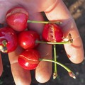 Agricoltura: tra siccità e grandinate, in 5 anni persi in Puglia oltre 150 mln di quintali di cibo