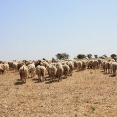 Progetto  "Allupo " tra i vincitori del Premio Ambiente 2015