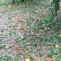 Danni all’agricoltura nella Bat: tornado, bombe d’acqua e peronospora