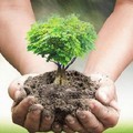 ll 21 Novembre anche Andria festeggerà la  "Giornata nazionale degli alberi "