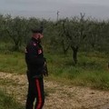 Mezzi rubati fuori regione scoperti dai Carabinieri