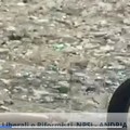 Di Gregorio NPSI: "Andria-statale 170 direzione Castel del Monte. Degrado ed incuria la fanno da padrona "