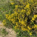 Caldo anomalo: non cadono le foglie in autunno ma fioriscono cespugli ed erbe spontanee