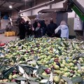 In arrivo 40milioni per i frantoi, Orgoglio Olivicolo: “Un’altra vittoria importante”