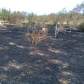 Incendiati ad Andria oltre 1000 alberi di ciliege, prugne e olivi