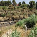Incendio all'interno dell'azienda agricola provinciale Papparicotta