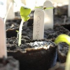 L'intelligenza naturalistica