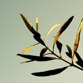 Il 20 dicembre una giornata divulgativa dedicata all'olio