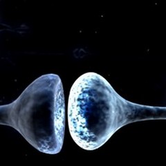 La proteina delle disabilità intellettive