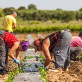 Flai Cgil Puglia: "Bene il divieto di lavoro nelle ore più calde, ma serve sistema stabile di tutele "