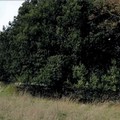Il Leccio di Masseria Finizio Tannoia tra i 216 alberi monumentali della Puglia, censiti nell’Albo Verde Nazionale