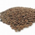 La lenticchia di Altamura è finalmente IGP. Sarà prodotta anche ad Andria