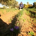 Coldiretti: crescono in Puglia le ore lavorate in agricoltura