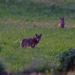 Parco Alta Murgia, la tutela degli stagni mediterranei