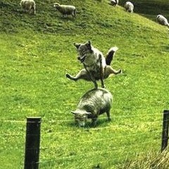 Ho affidato le pecore al lupo!