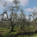 Olio d'oliva, cala l'export italiano ed aumenta l'import dalla Spagna