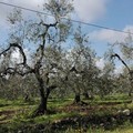 Idea, Losito: “Ulivi abbandonati a Papparicotta, una bomba ecologica”