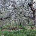 Focolaio Xylella nella Bat, Flai Cgil:  "Subito monitoraggio intero territorio "