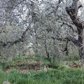 Losito (Idea Puglia):  "Il voltafaccia di Emiliano su Xylella "