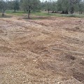Furto di ulivi, De Mucci (FI): "Costante presidio delle campagne da parte delle autorità di Polizia "