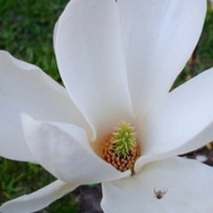 È morta la magnolia