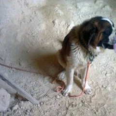 Cani morti ritrovati nelle campagne di Andria: "Potrebbero essere stati avvelenati "