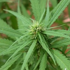 Cannabis leggera: "Pronta proposta di legge per distanziometro da scuole "