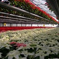 Florovivaismo: Coldiretti, allarme invasione fiori stranieri (+47%); in 10 anni Puglia perde 15% produzione