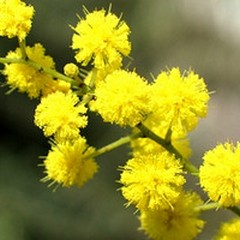 San Valentino: due pugliesi su cinque regaleranno fiori