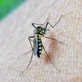 West Nile, c'è un caso ad Andria. Una donna di 53 anni in ospedale