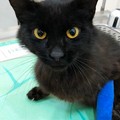 Adozione animali:  "Nerino in cerca d'amore, aspetta solo te! "