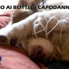 Botti di Capodanno: ecco chi ci soffre sul serio