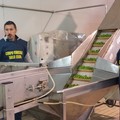 Sequestrate 10 tonnellate di olive colorate pericolose per la salute