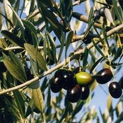 Sostegno alla creazione d'impresa: il GAL proroga il bando 312