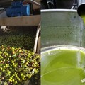 Con 65 milioni di litri é ormai invasione di olio straniero: Per Coldiretti é "allarme frodi "