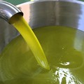 Crisi dell’olio: anche da Andria al tavolo con il ministro Lollobrigida: esposto anti-frodi in Puglia, Sicilia e Calabria