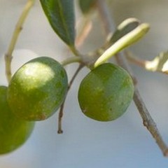L'olio extravergine d'oliva