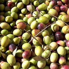 Campagne di Andria: è emergenza furti di olive