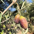 Siccità record a ottobre, ad Andria olive avvizzite e campi a secco. Cia Puglia: "È già calamità "