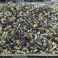 Coldiretti: necessaria trasparenza nella vendita delle olive per garantire il vero Made in Italy