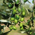 "Vigna e olivo 2016 ", l'olivicoltura di scena ad Andria