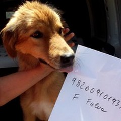 Dopo il sequestro del Dog's Hotel di Trani l'emergenza continua